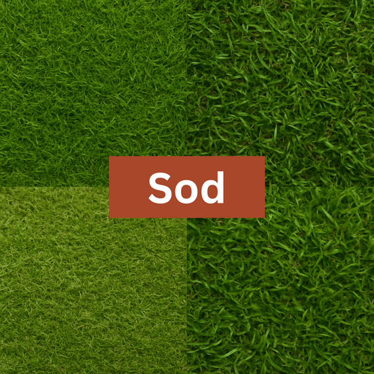 Sod