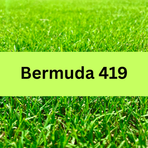 Bermuda 419 Sod