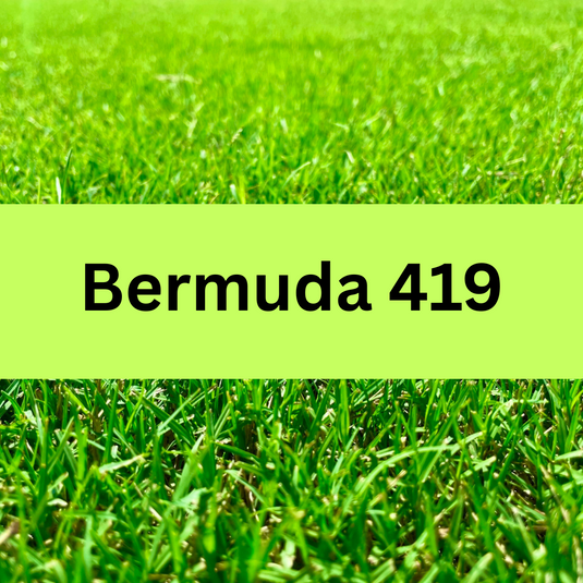Bermuda 419 Sod