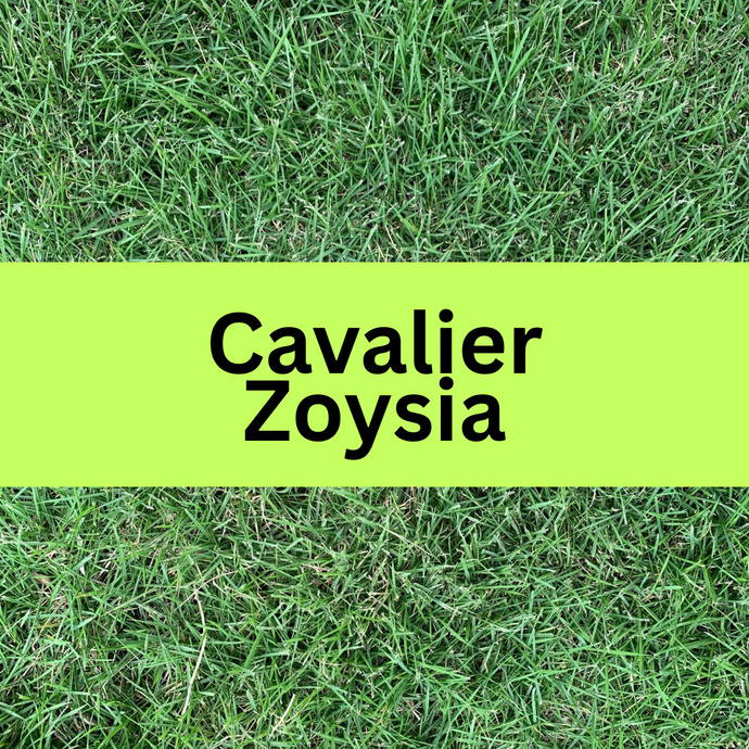 Cavalier Zoysia Sod