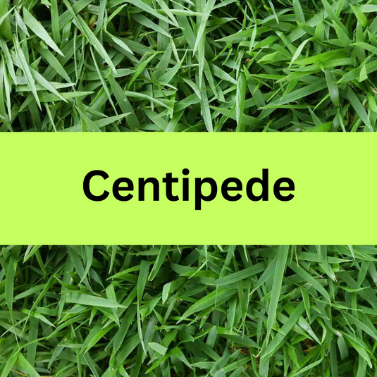 Centipede Sod