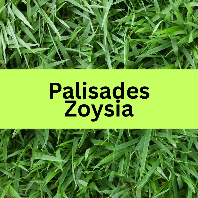 Palisades Zoysia Sod