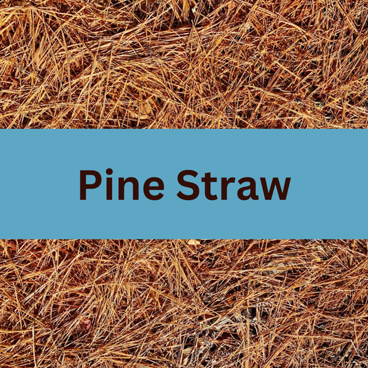 Pine Straw